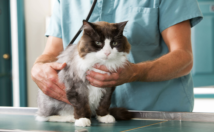Кот в клинике. Фото ruffnews.ru