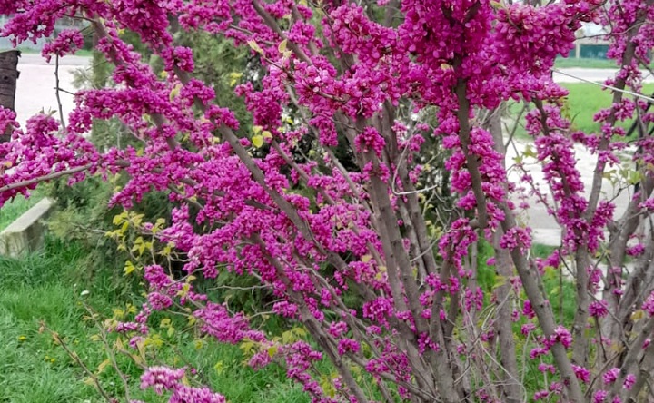 Весеннеe цветение деревьев. Фото ruffnews.ru