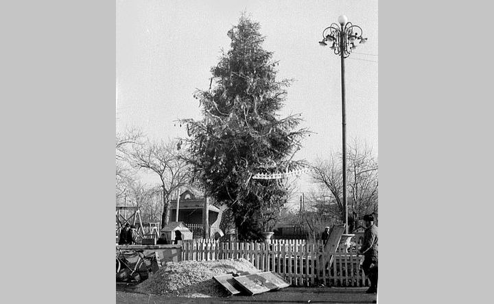 Установка ели в городском парке в 1965 году. Фото из архива Владимира Фоменко