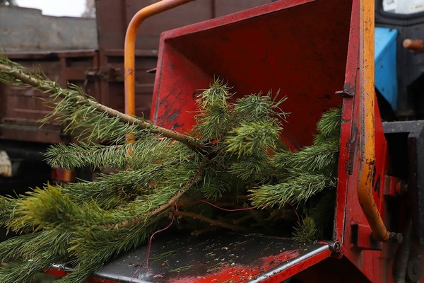 Утилизация новогодних ёлок. Фото kaluga–gov.ru