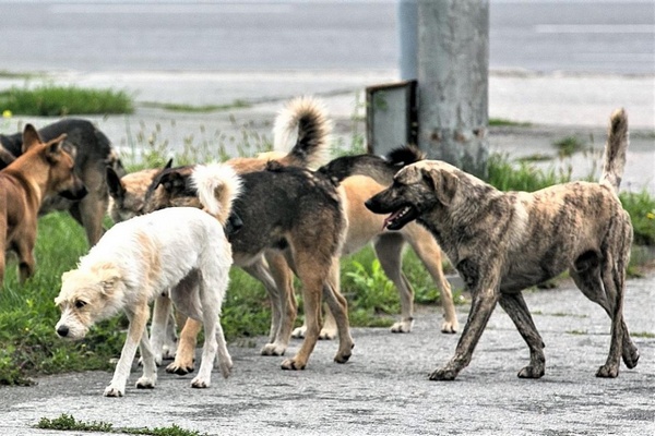 Агрессивные собаки. Фото yugopolis.ru