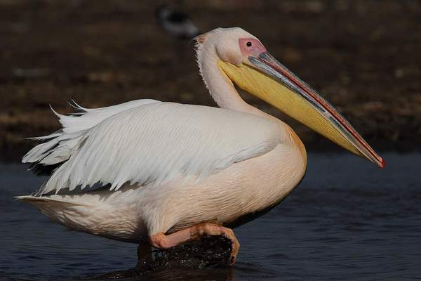 Розовый пеликан. Фото animalreader.ru