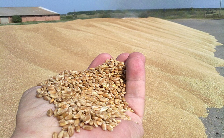 Озимая пшеница. Фото для иллюстрации ruffnews.ru