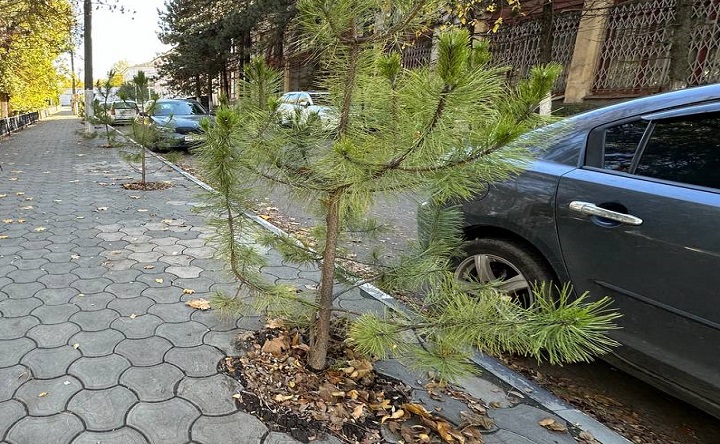 Сосны на тротуаре возле Платовского сквера. Фото ruffnews.ru