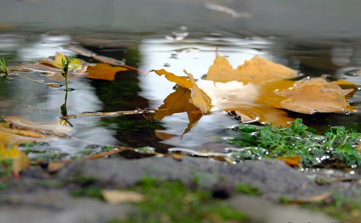Осенние листья в луже. Фото Никиты Сиденина