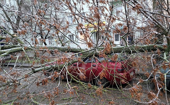 Дерево, упавшее на машину на улице Циолковского в Таганроге. Фото группы taganrog_chp61