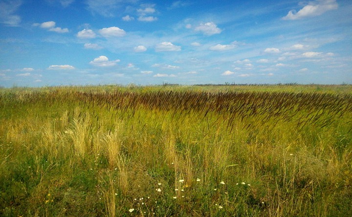 Заброшенное поле. Фото из архива ruffnews.ru