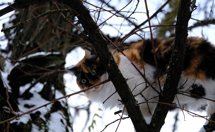 Кот на дереве. Фото Никиты Сиденина