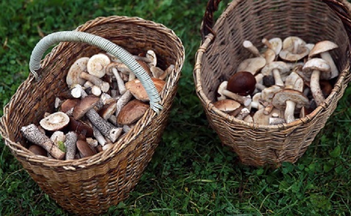 Лесные грибы. Фото Владимира Смирнова/ТАСС