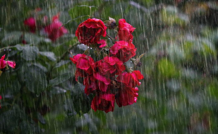 Куст розы под дождём. Фото fotostrana.ru