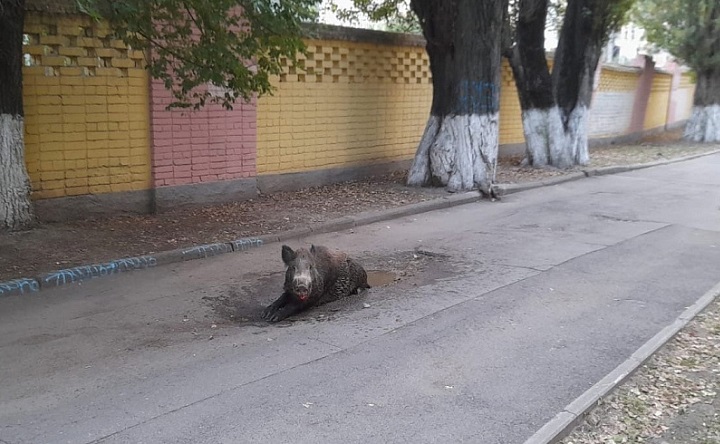 Дикий кабан в Ростове. Фото – скриншот со страницы в ВК Марии Петровой