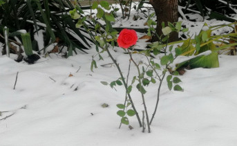 Роза в снегу. Фото ruffnews.ru