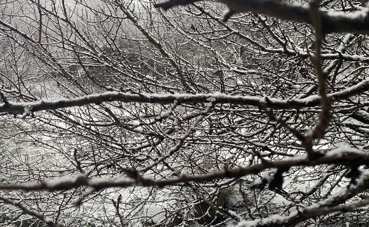 Снег на деревьях. Фото ruffnews.ru