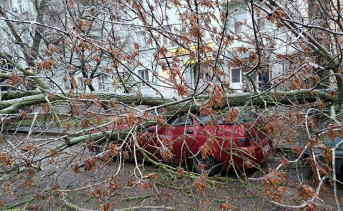 Дерево, упавшее на машину в Таганроге. Фото для иллюстрации группы taganrog_chp61