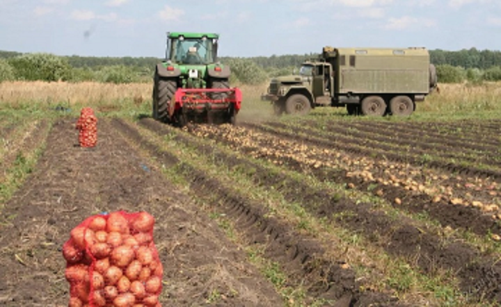 Уборка картофеля в России. Фото donnews.ru.