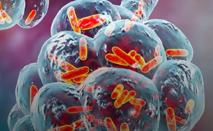 Streptococcus pneumoniae. Фото министерства здравоохранения Ростовской области