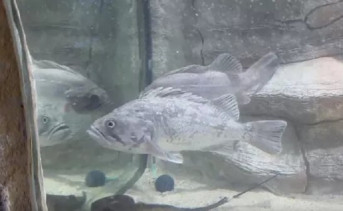 Рыба-групер в Алуштинском зоопарке. Кадр видео © Алуштинский зоопарк