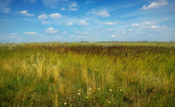 Заброшенное поле. Фото из архива ruffnews.ru