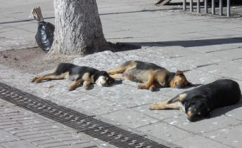 Стая стерилизованных собак. Фото из архива ruffnews.ru
