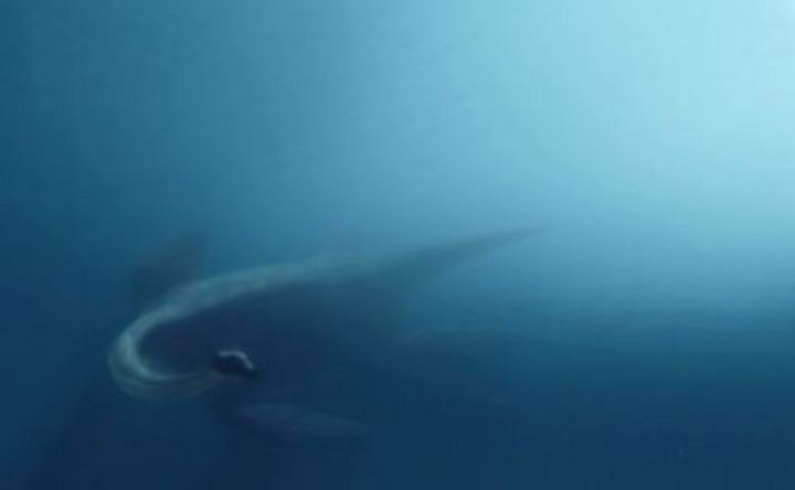 Морской ящер гидротеразавр. Скрин с видео azovmuseum.ru