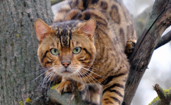 Кот на дереве. Фото Никиты Сиденина