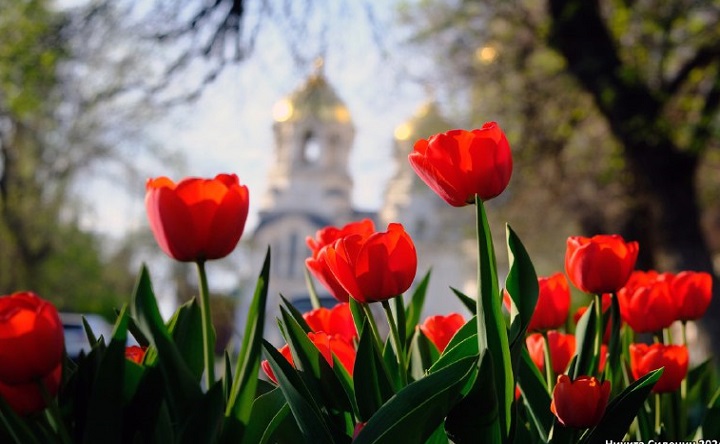 Тюльпаны. Фото Никиты Сиденина