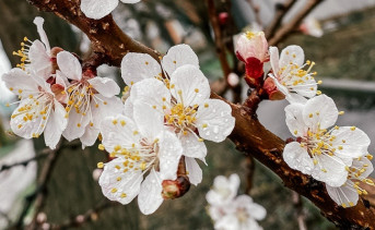 Весеннее цветение деревьев. Фото ruffnews.ru