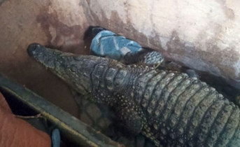 Крокодил Бакс. Фото Федеральной таможенной службы
