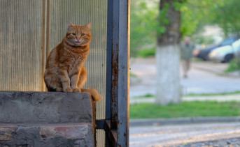 Кот. Фото Никиты Сиденина