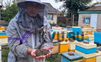 Пчеловод с погибшими насекомыми в руках. Фото шахтинского издания «КВУ»