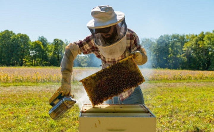Пчеловод на пасеке. Фото с сайта Союза промышленных пчеловодов России