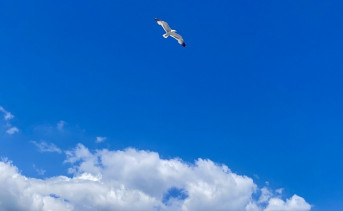 Птица в небе. Фото ruffnews.ru