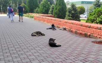 Бездомные собаки возле здания администрации Новочеркасска. Фото пресс-службы гордумы