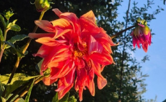 Георгин. Фото ruffnews.ru