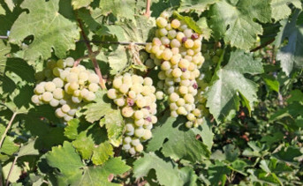 Виноград. Фото donnews.ru