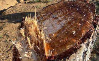 Пень от спиленной сосны. Фото пресс-службы губернатора Ростовской области