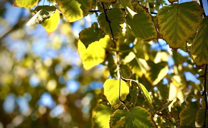 Осенние листья. Фото ruffnews.ru