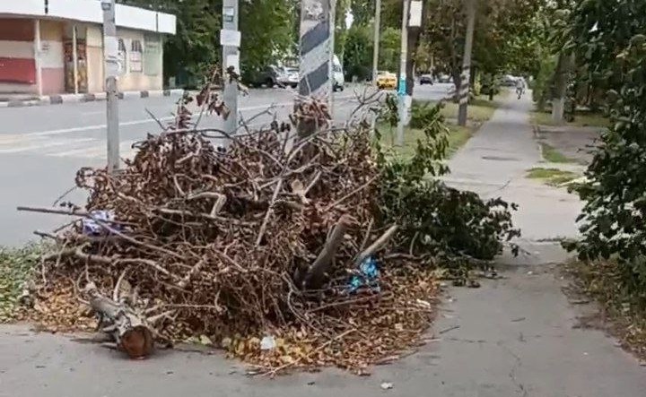 Спиленные ветки. Скриншот видео telegram-канала «Азовские вести»