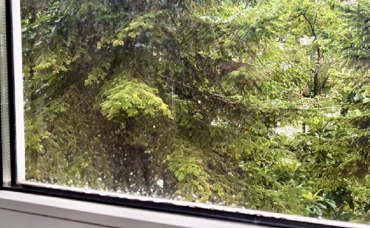 Дождь за окном. Фото ruffnews.ru