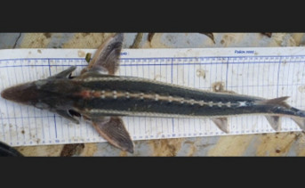 Рыба шип. Фото пресс-службы Азово-Черноморского филиала ГНЦ РФ ФГБНУ "ВНИРО"