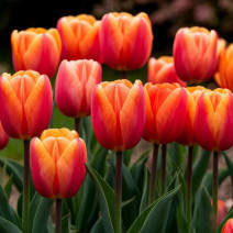 Изображение сгенерировано нейросетью Шедеврум