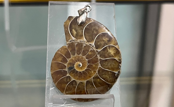 Раковина моллюска. Фото пресс-службы Азовсокго музея-заповедника