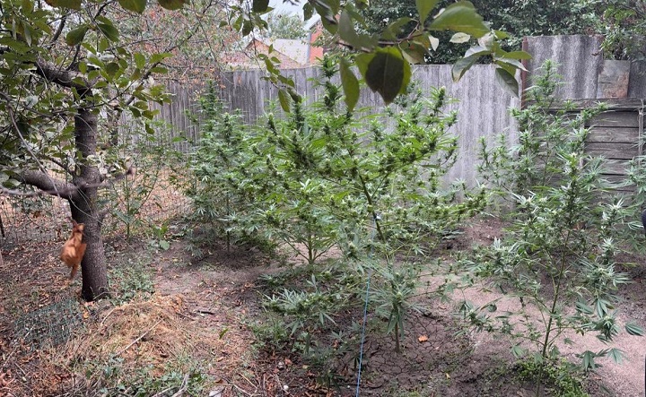 Кусты конопли. Фото пресс-службы УМВД России по Ростовской области