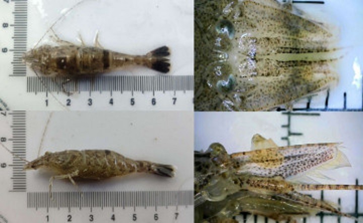 Песчаная креветка. Фото Глеба Гуськова, telegram-канал ЮНЦ РАН