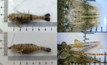 Песчаная креветка. Фото Глеба Гуськова, telegram-канал ЮНЦ РАН