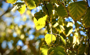 Осенние листья. Фото ruffnews.ru