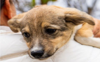 Собака. Фото telegram-канала приюта «Феникс»