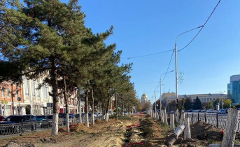 Пеньки спиленных сосен и сохранившиеся деревья. Фото telegram-канала Юрия Слюсаря