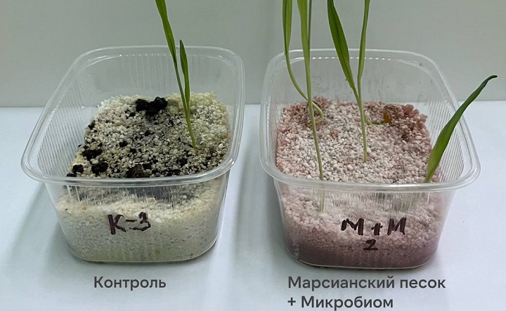 Ростки ячменя. Фото пресс-службы ЮФУ