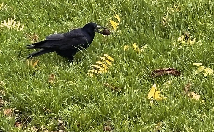 Грач с грецким орехом. Фото ruffnews.ru